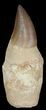 Lot - Fossil Mosasaur Teeth With Composite Roots #39211-2